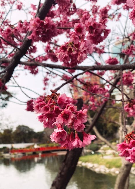 Complete Guide to Japan Cherry Blossom 2026: Best Viewing Spots, Timing & Travel Tips