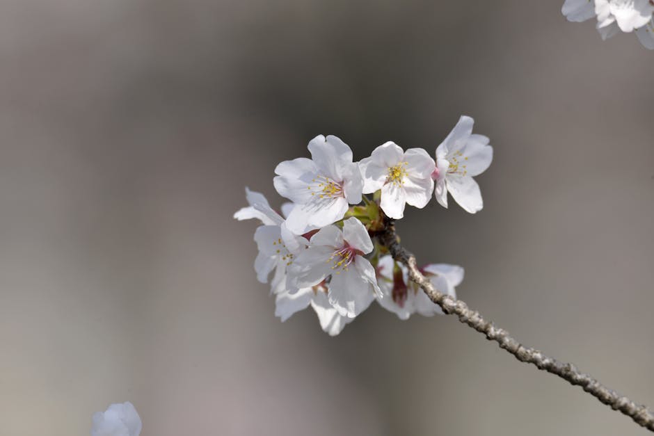 A detailed map of Japan with animated pink blossoms sweeping from south to north
